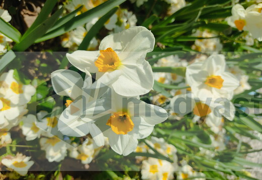 xiaomi-13rdJune 1454