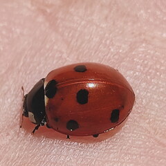 xiaomi-13rdJune 1354