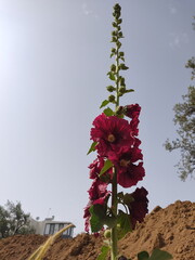 xiaomi-13rdjune 1790