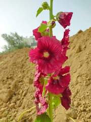 xiaomi-13rdjune 1791