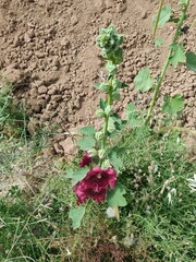 xiaomi-13rdjune 1792