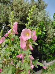 xiaomi-13rdjune 1793