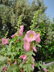 xiaomi-13rdjune 1794