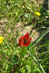 20170416033745-7054f485