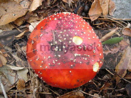 DSCN0220