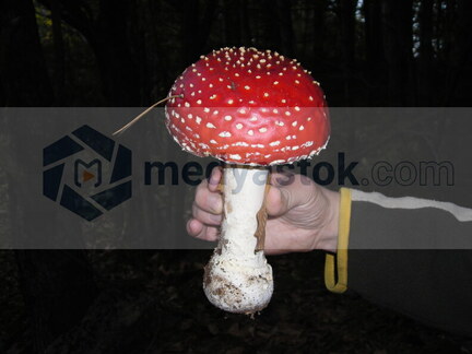 DSCN0229