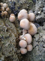 DSCN0239