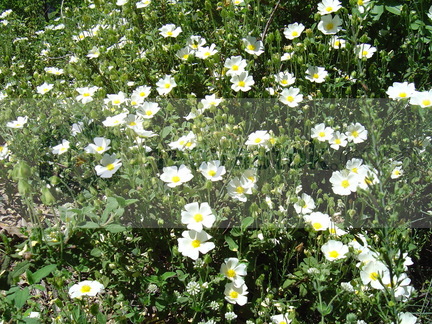 DSC04823