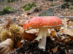 Fungi