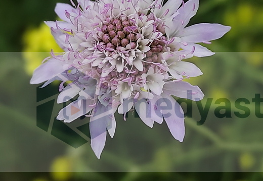 Flora